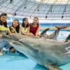 Billets pour le spectacle des dauphins à Phuket