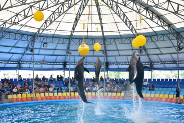 Prix du spectacle des dauphins