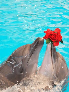 Dolphins Bay Phuket Ticket Price