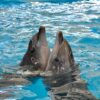 Billets pour le spectacle des dauphins de Phuket