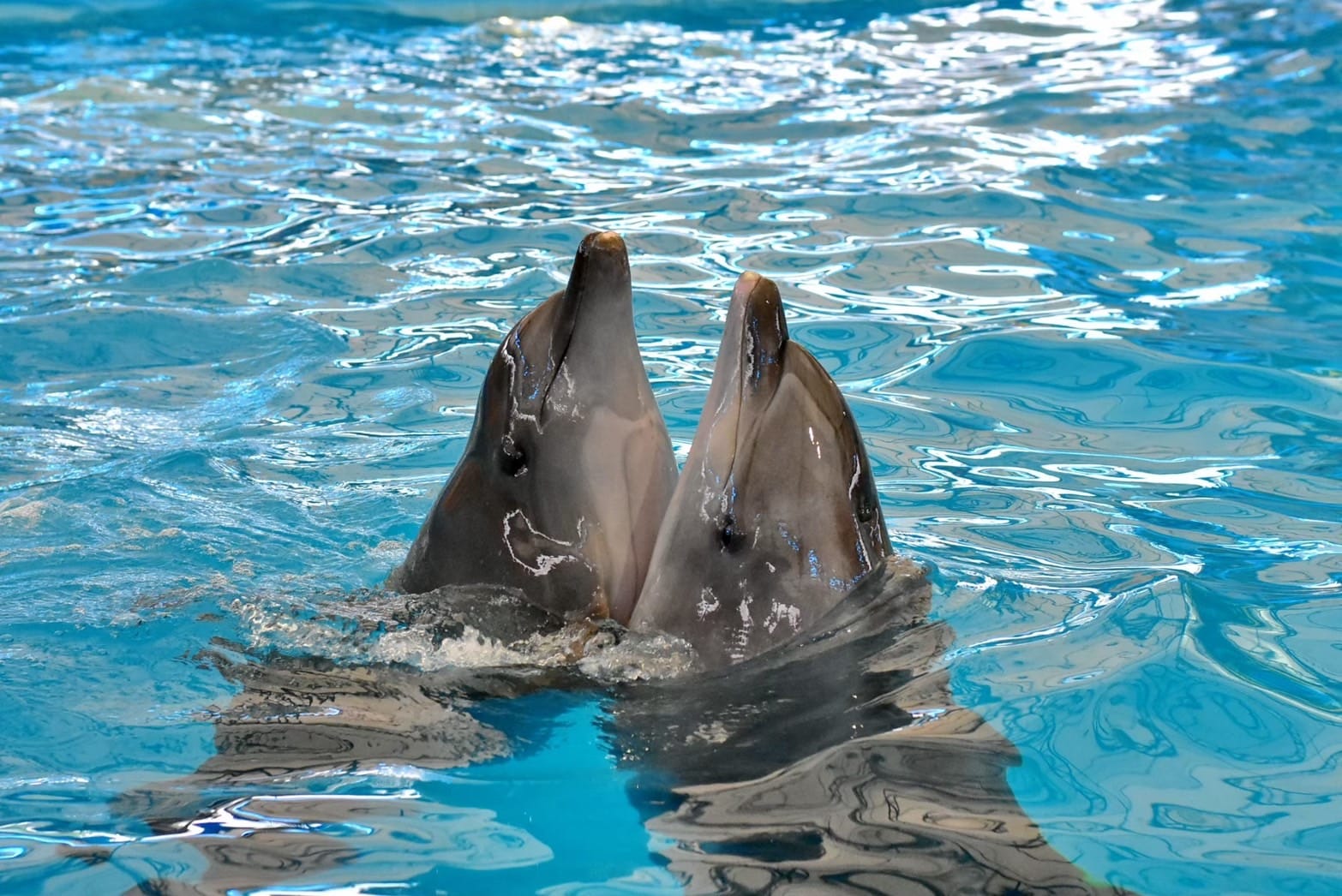 Phuket Dolphin Show Tickets