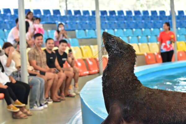 Exposição de focas em Phuket