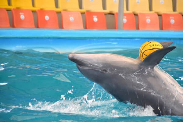 Spectacle Baie des Dauphins