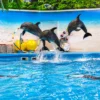 dolphinshowphuket