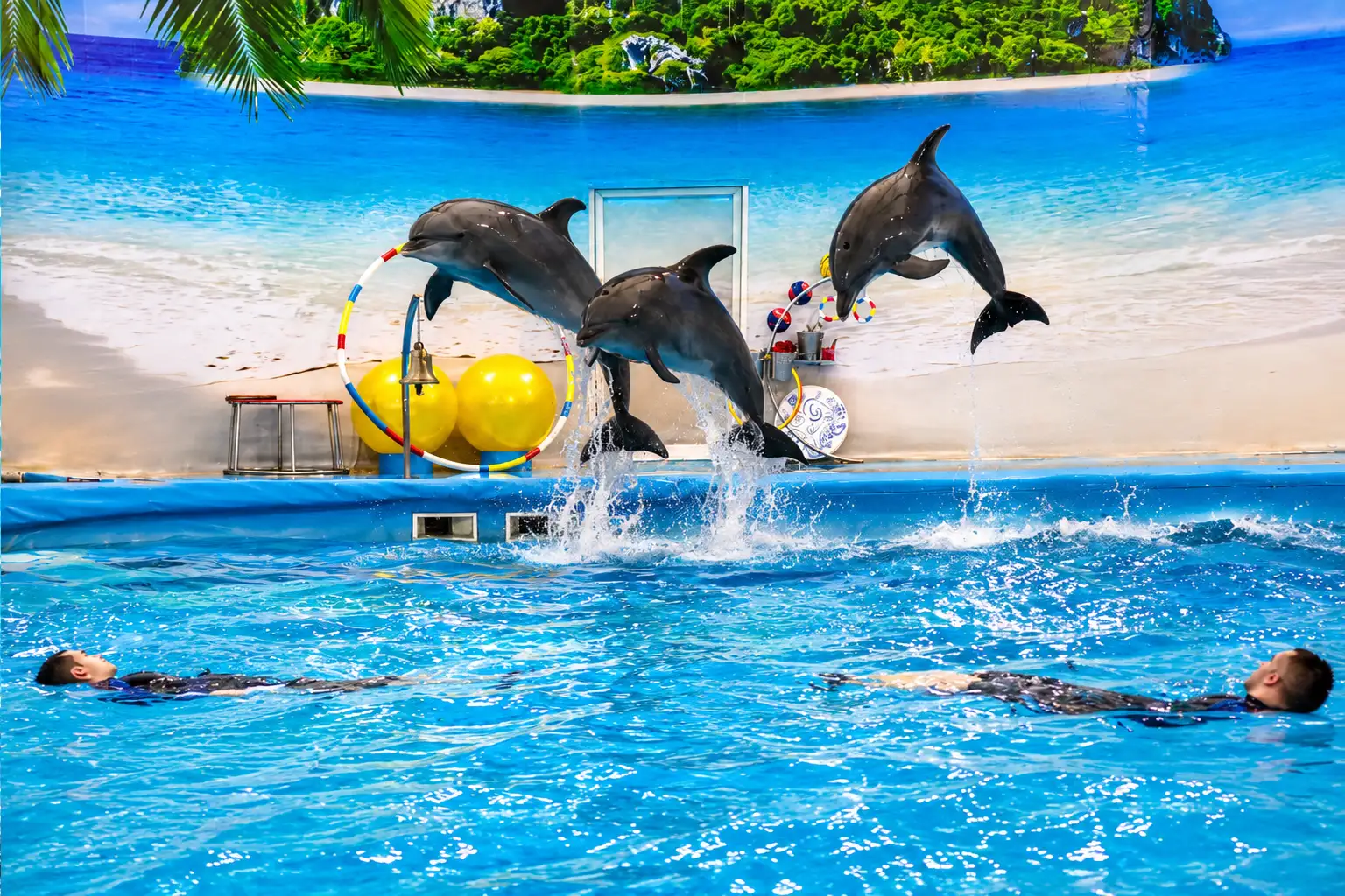 dolphinshowphuket