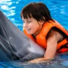 dolphinshowphuket