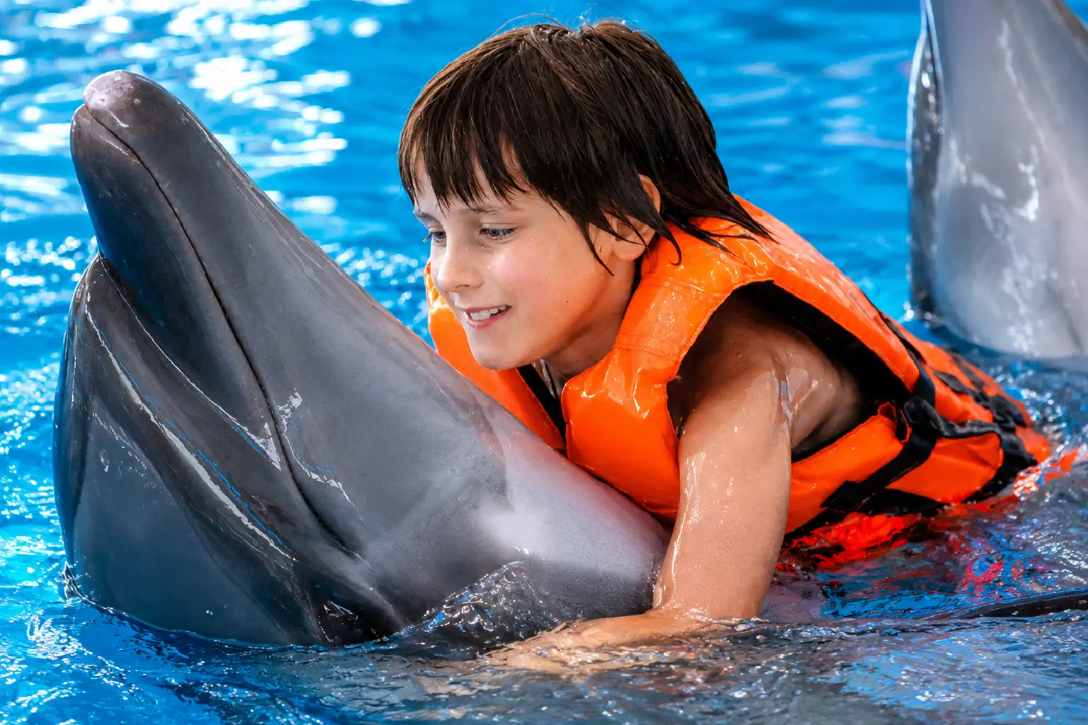 dolphinshowphuket