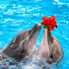 dolphinshowphuket