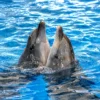 dolphinshowphuket