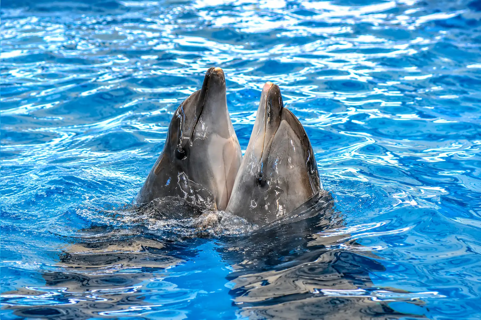 dolphinshowphuket