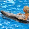 dolphinshowphuket