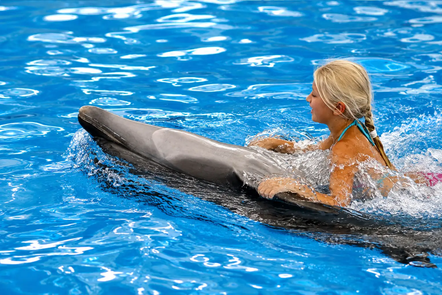 dolphinshowphuket