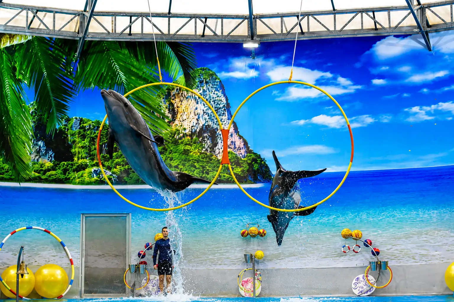 dolphinshowphuket