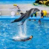 dolphinshowphuket