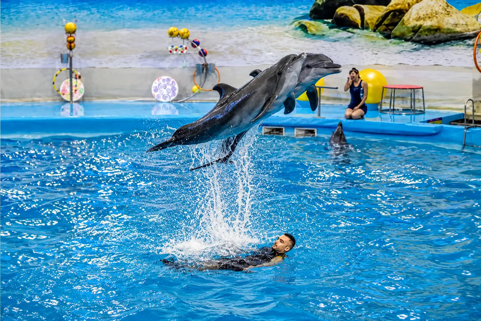 dolphinshowphuket