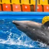 dolphinshowphuket