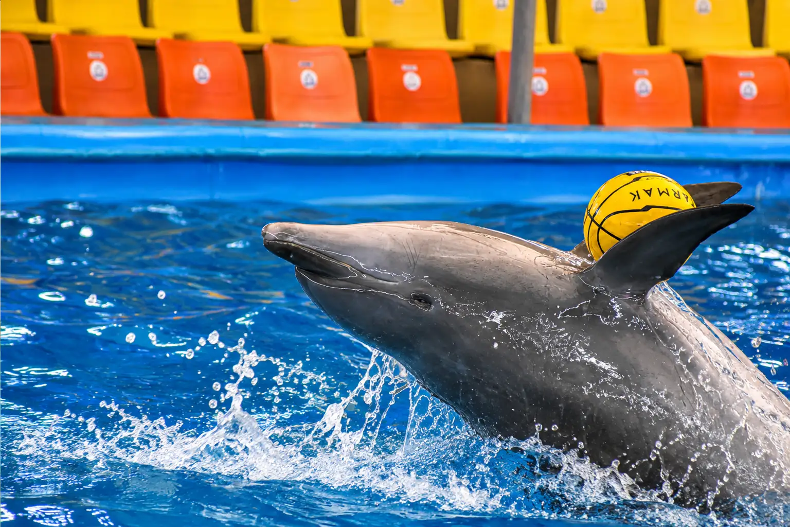 dolphinshowphuket