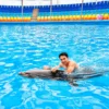 dolphinshowphuket