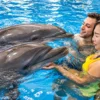 dolphinshowphuket