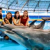 dolphinshowphuket