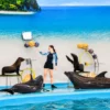dolphinshowphuket