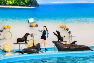 Entrada VIP a Dolphins Bay Phuket (residentes tailandeses)