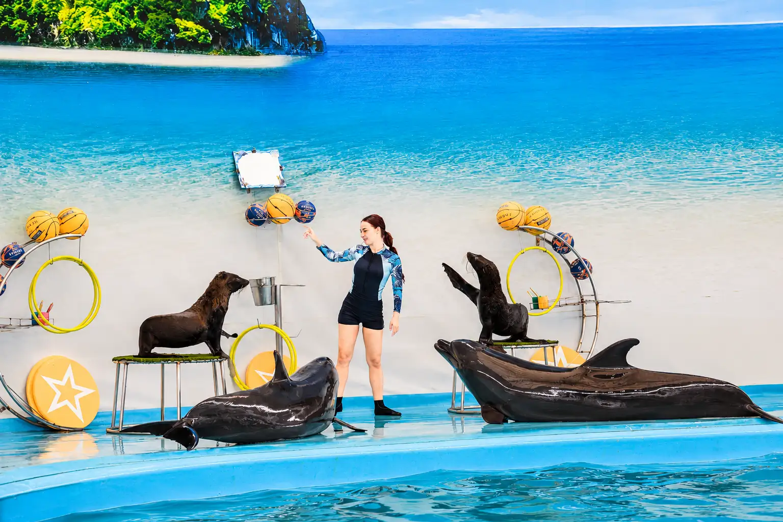 dolphinshowphuket