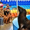 dolphinshowphuket