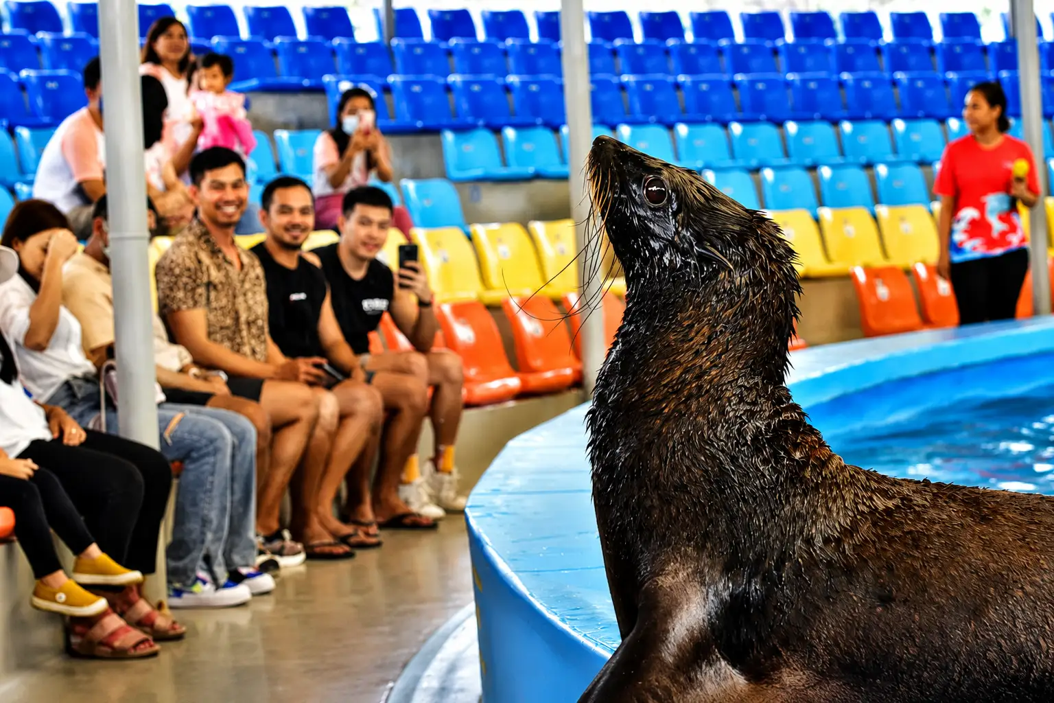 dolphinshowphuket
