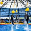dolphinshowphuket