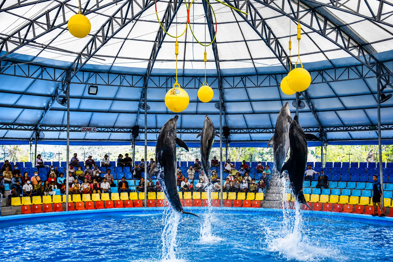 dolphinshowphuket