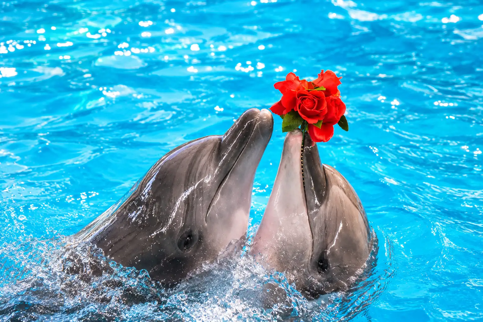 dolphinshowphuket