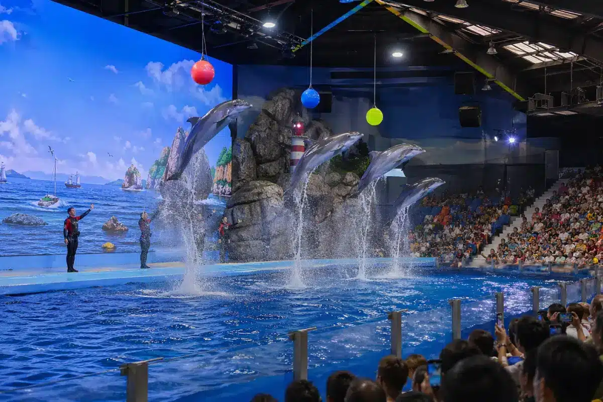 Đọc thêm về bài viết Dolphin Show Phuket Review: Performance and Experience Explained