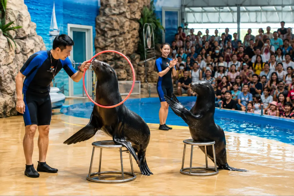 Dolphin Show Phuket Timings in 2026