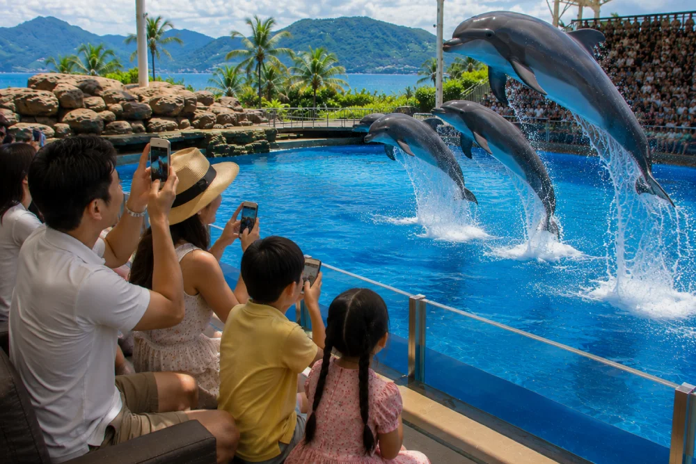 VIP Seating at Dolphin Show Phuket