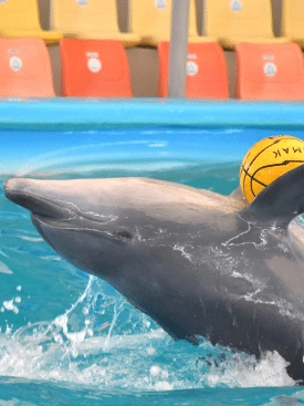 Dolphin-Bay-Phuket