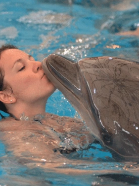 Dolphin-Show-Phuket-Ticket