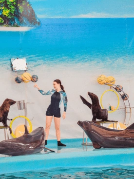 Dolphin-Show-Phuket-Tickets