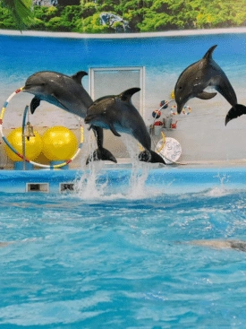 Dolphin-Show-Phuket