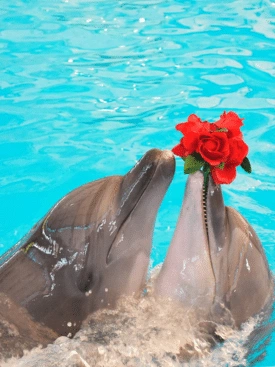 Dolphins-Bay-Phuket-Ticket-Price