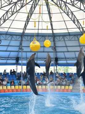 Dolphins-Bay-Phuket-Ticket