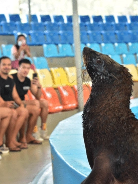 Dolphins-Bay-Ticket-Price