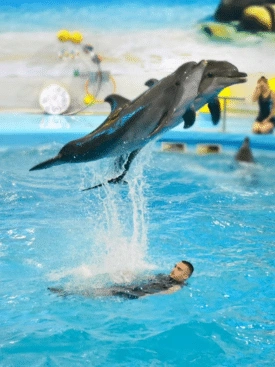Dolphins-Bay-Ticket