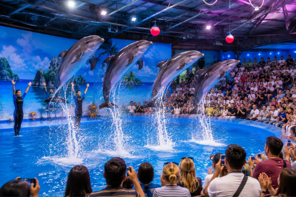 What Makes Dolphin Show Phuket Entertaining?