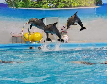 Dolphin Phuket