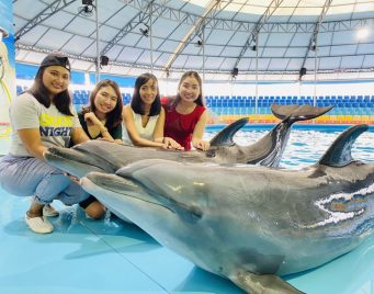 Dolphin Show Phuket Tickets